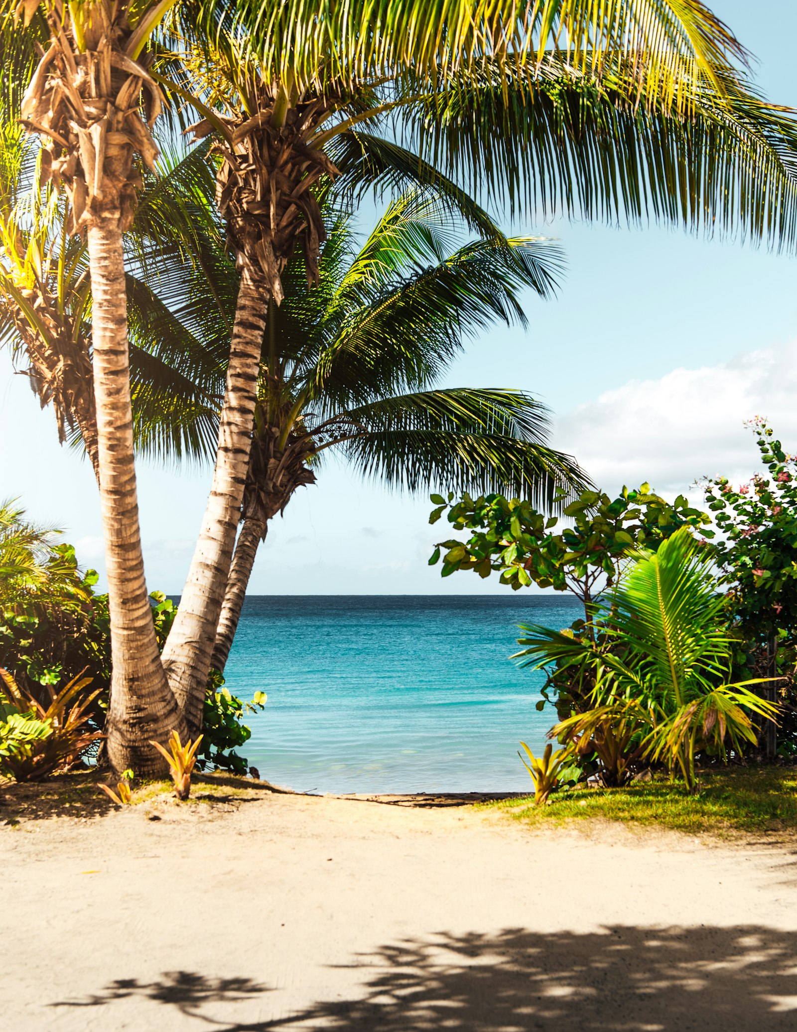 Playa caribeña con palmeras